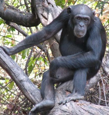chimpanzee