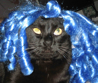 Your cat does not like wigs, lemme tell ya.