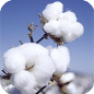 Eat Your Cotton