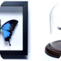 Mechanical Insect Specimens