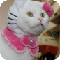 Hello Kitty, Kitty