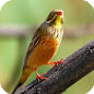 Ortolans, The Cruelest Food Of All