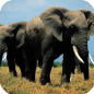 The Elephants Are Going Mad
